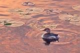 Grebe Among Lily Pads_23169